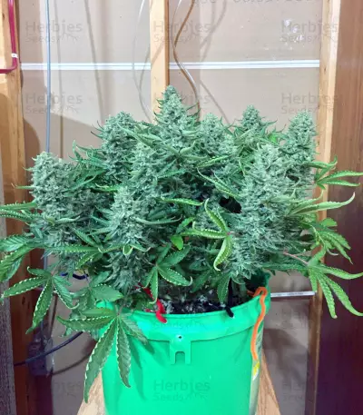 Northern Cheese Haze Auto Seeds