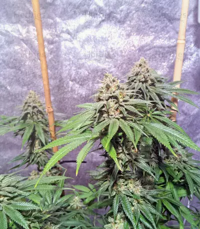 OG Kush CBD (Dinafem Seeds)