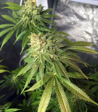 OG Kush CBD (Dinafem Seeds)