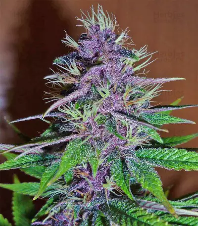 Pakistan Chitral Kush Seeds (Ace Seeds)
