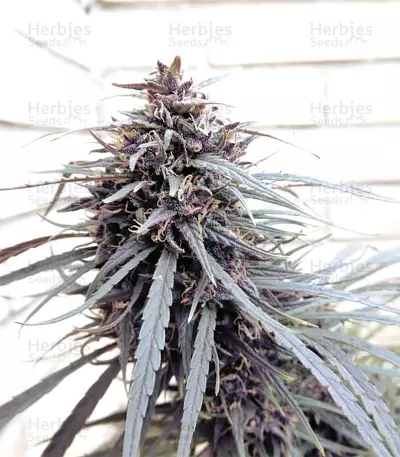 Semi femminizzati Purple Haze x Malawi