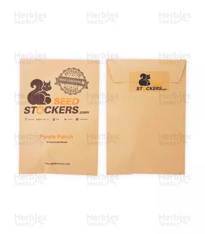 Purple Punch feminized seeds (Seedstockers)