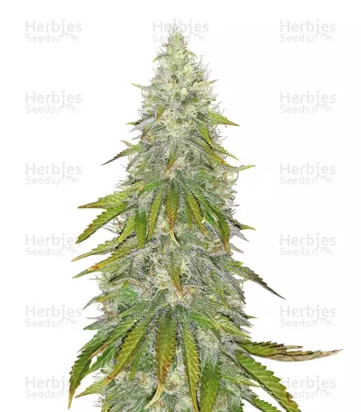 Santa Marta Haze (Seed Stockers)