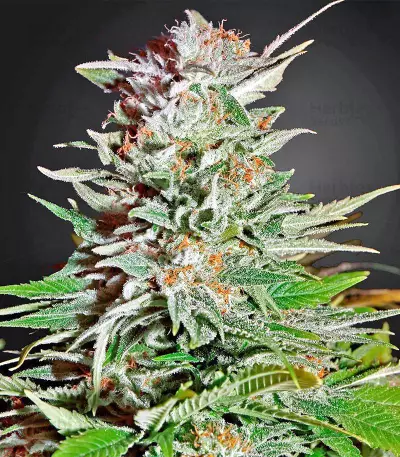 Super Auto Lemon Haze (Original Sensible Seeds)
