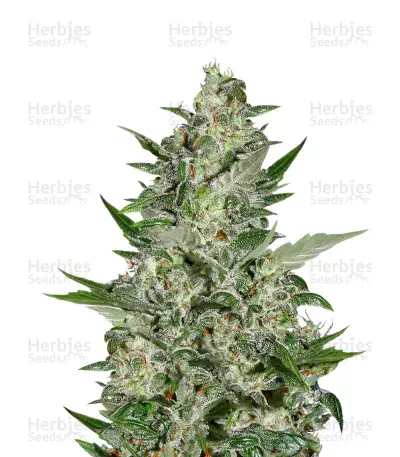 Buy Super Critical Auto feminized seeds
