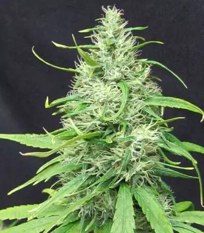 Super Silver Haze Regular (Mr. Nice Seedbank)