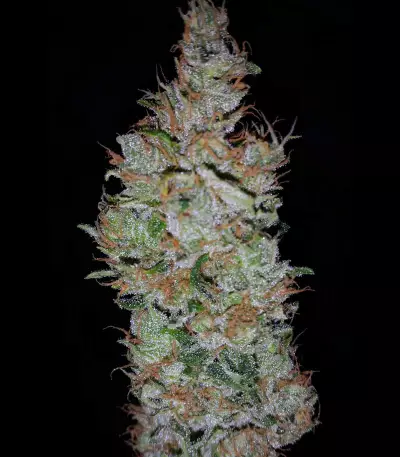 Supercheese Express Auto Seeds