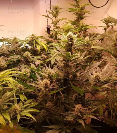 Triangle Kush Auto (Mephisto Genetics) Cannabis-Samen