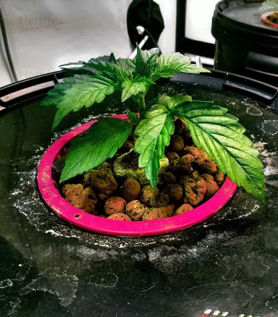 Waist Deep Auto Seeds