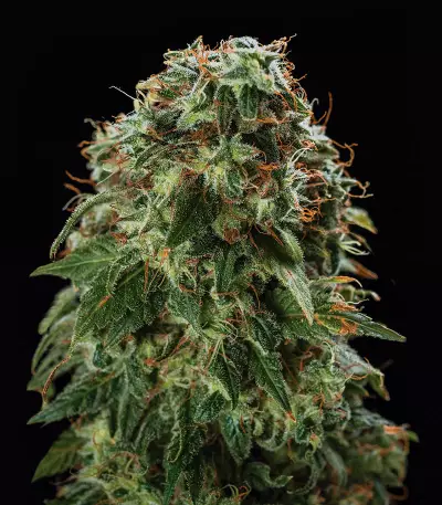 Zombie Death Fuck (BlimBurn Seeds)
