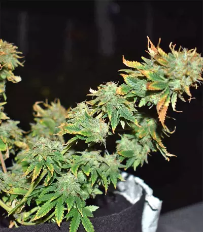 Blue Sherbet S1 strain