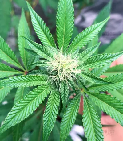 Chempie feminized seeds