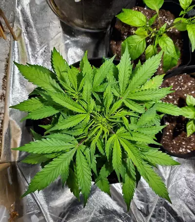 Crop Circle Seeds