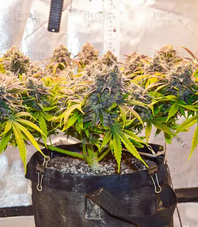 Graines féminisées de Crystal WW Autoflower (EGS)