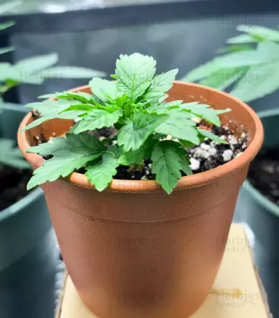 Sementes Feminizadas de Delicious Cookies Early Version (Delicious Seeds)