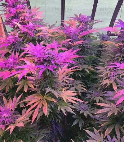 Do-Si-Dos (Flavour Chasers)