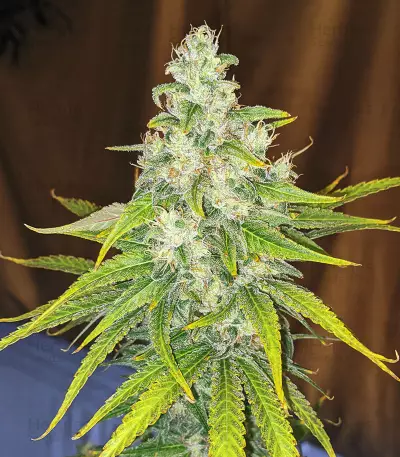 Eleven Roses Early Version Seeds (Delicious Seeds)