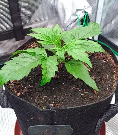 Semi femminizzati Exodus Cheese Auto CBD