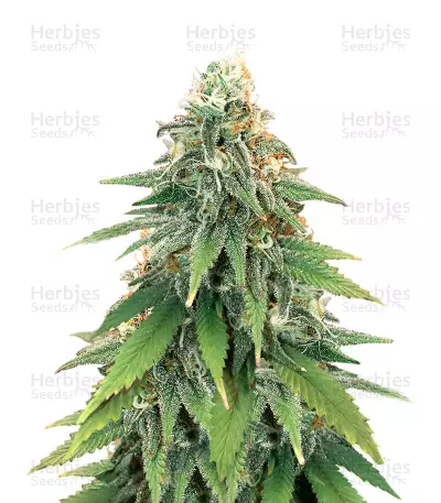 Godzilla Glue #4 Feminized Seeds (Herbies Seeds)