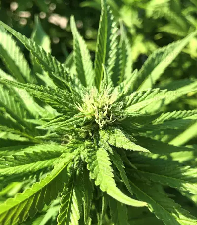 Gorilla G4 Auto (BlimBurn Seeds)