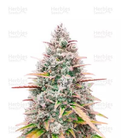 Kush Mints Feminized Seeds (Herbies Seeds USA)