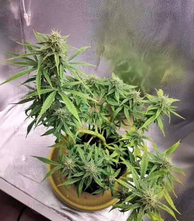 Lemon Haze Auto (Herbies Seeds)