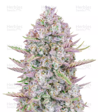 Buy Purple Punch Auto From FastBuds