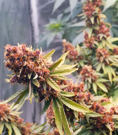 Purple Punch OG Seeds (Sweet Seeds)