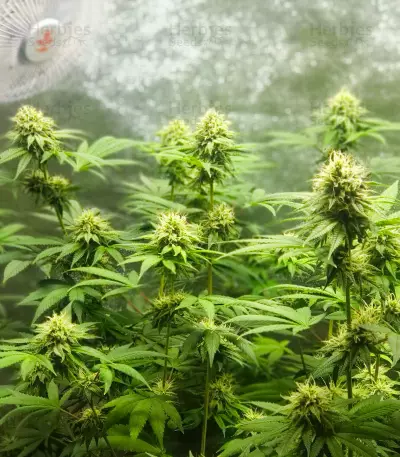 Purple Punch x Lemon Drizzle Feminized Seeds (Barney’s Farm)