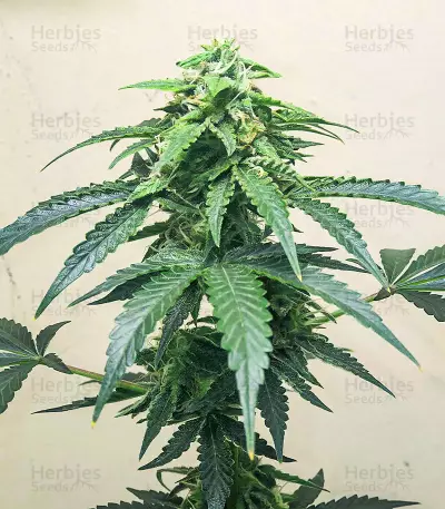 Roze Runtz Seeds (AlphaFem Seeds)