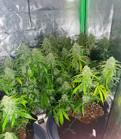 3 Bears OG Auto (Mephisto Genetics)