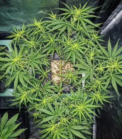 Amnesia Seeds