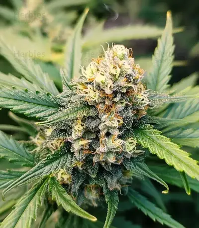Auto Gorilla feminized seeds