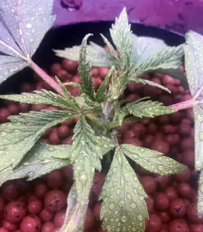 Blue Dream Seeds (Blimburn Seeds)