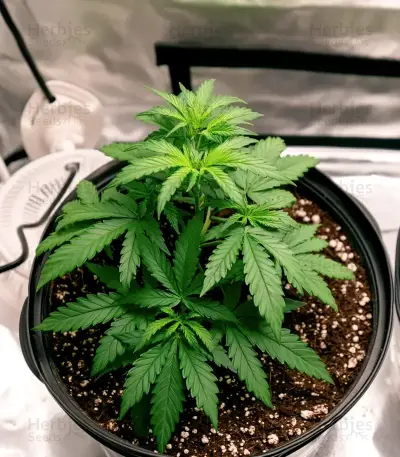 Bruce Banner Seeds