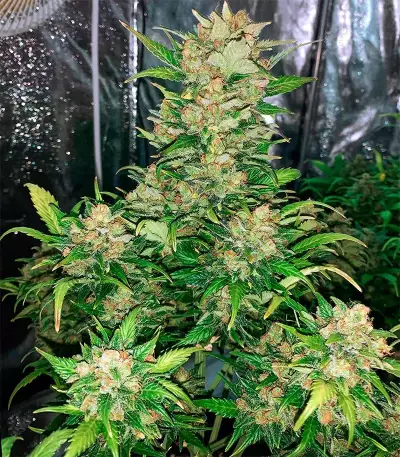 Bubblegum Auto