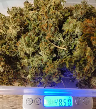 Buddha Magnum Auto Seeds