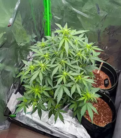 Candy Cane Mango Seeds (Seedkeepers)