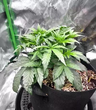 Double Grape Auto Seeds