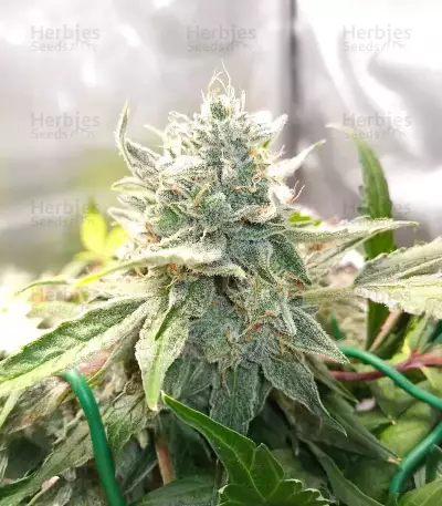 Double Grape Auto Seeds