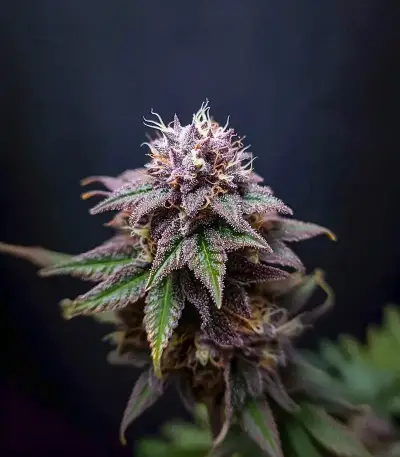 GMO Fast Seeds