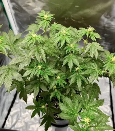 GMO Fast Seeds