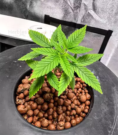 Godfather OG (Herbies Seeds)