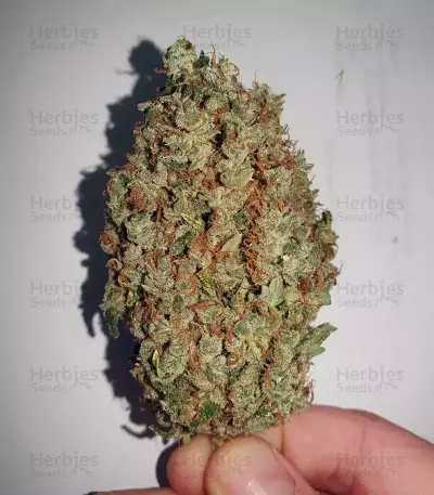 Gorilla Z Seeds