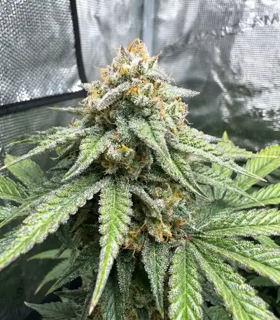 Graines de cannabis Hybrid X (Cream of the Crop Seeds)