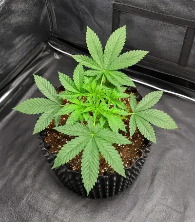 Lemon O.G. Seeds