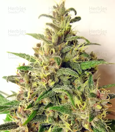 Graines de cannabis Malawi x PCK Regular (Ace Seeds)