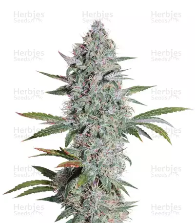 Mango OG Auto feminizada (Humboldt Seeds)