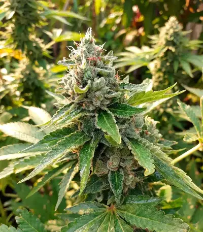Medi Bomb 2 Seeds
