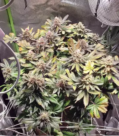 Mimosa EVO Seeds (Barney’s Farm)